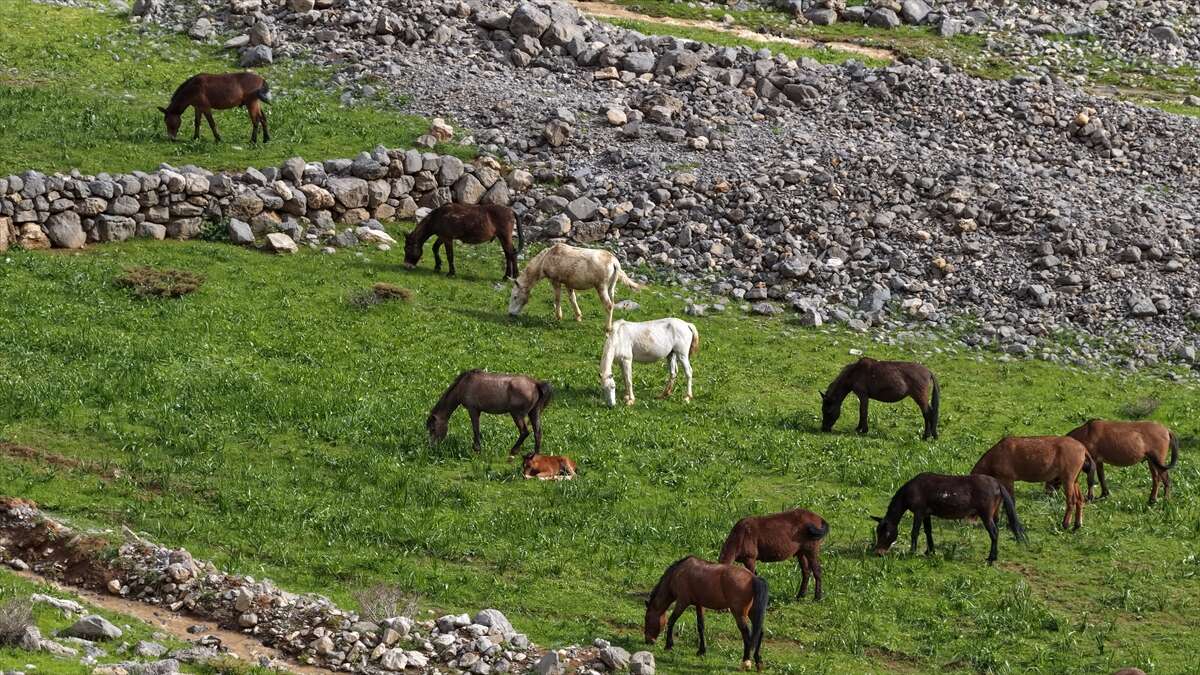 Beyazsu Yaylası’nda kartpostallık görüntü! Yılkı atları dronla görüntülendi 3